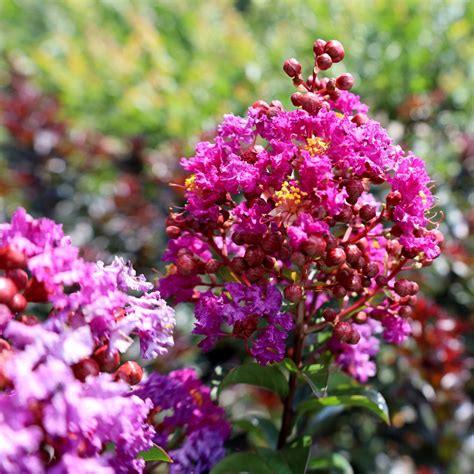 Purple Magic Crape Myrtle: Choosing the Right Variety for Your Climate